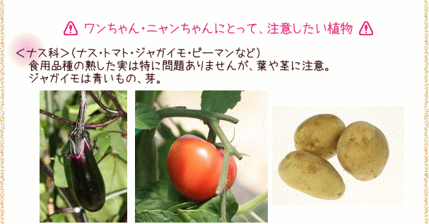 ワンちゃん・ニャンちゃんにとって、注意したい植物／ナス科－ナス・トマト・ジャガイモ・ピーマンなど
